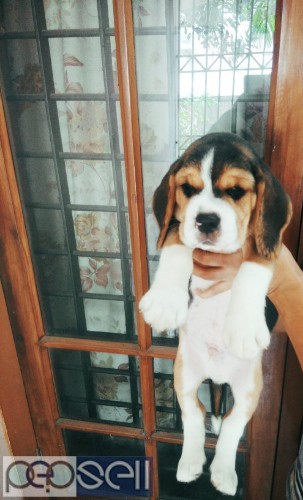 KCI Certified Champion & Import Lineage Beagle Male Puppy Available In Ernakulam.  3 