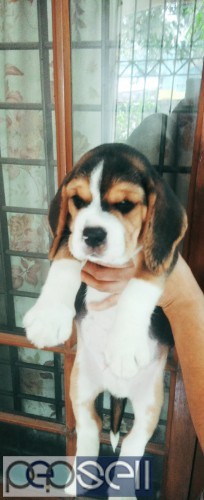 KCI Certified Champion & Import Lineage Beagle Male Puppy Available In Ernakulam.  4 