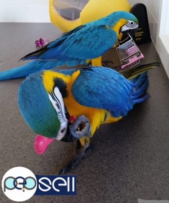  Males and Females Amazing Hyacinth Macaws Parrots Available For Sale 0 