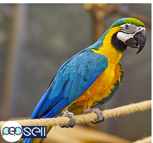  Males and Females Amazing Hyacinth Macaws Parrots Available For Sale 1 