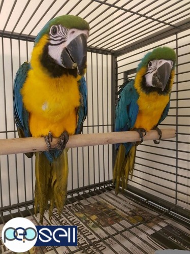  Males and Females Amazing Hyacinth Macaws Parrots Available For Sale 2 
