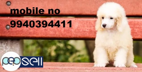 Poodle puppies for sale in Chennai  0 