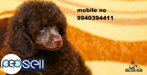 Poodle puppies for sale in Chennai  3 