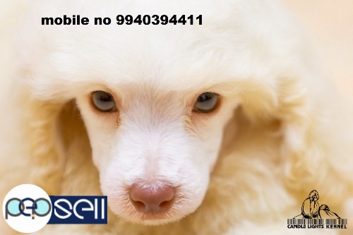 Poodle puppies for sale in Chennai  4 
