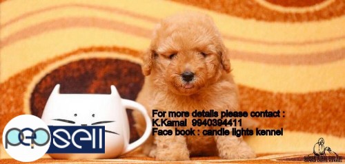 Poodle puppies for sale in Chennai  5 