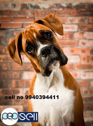 boxer puppies for sale in chennai  1 