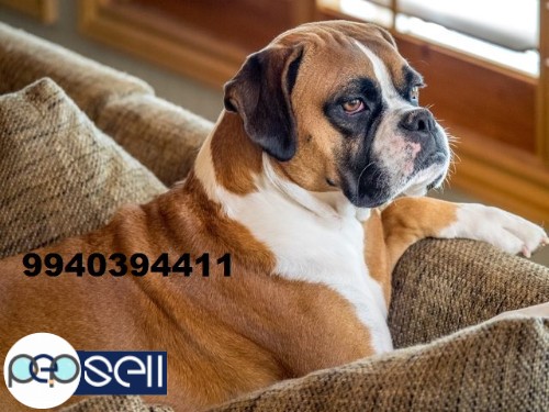 boxer puppies for sale in chennai  2 