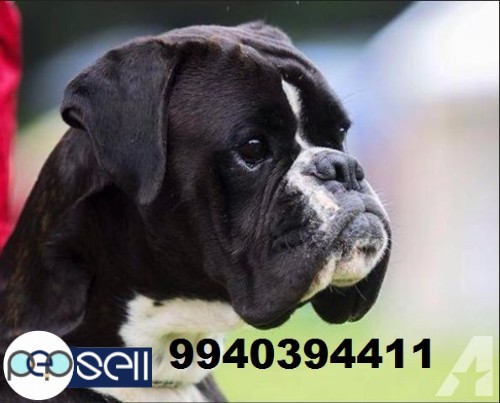 boxer puppies for sale in chennai  3 