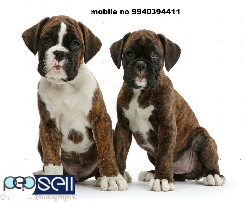boxer puppies for sale in chennai  5 