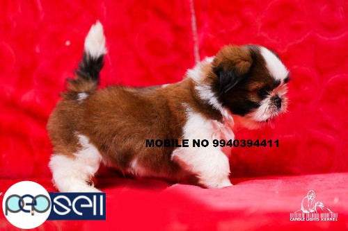 shih tzu puppies for sale in chennai  0 