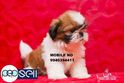 shih tzu puppies for sale in chennai  1 