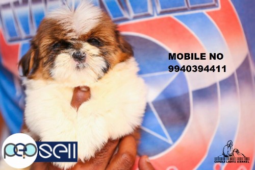 shih tzu puppies for sale in chennai  2 