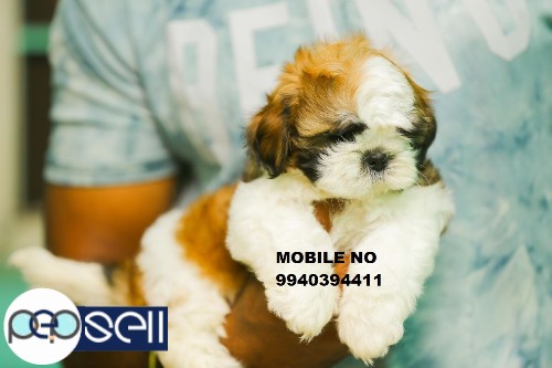 shih tzu puppies for sale in chennai  3 