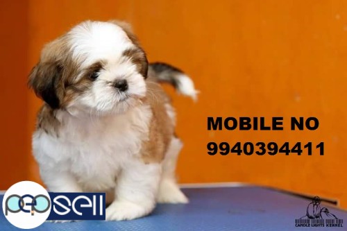 shih tzu puppies for sale in chennai  4 