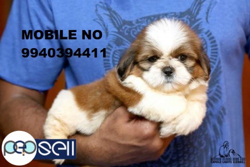 shih tzu puppies for sale in chennai  5 