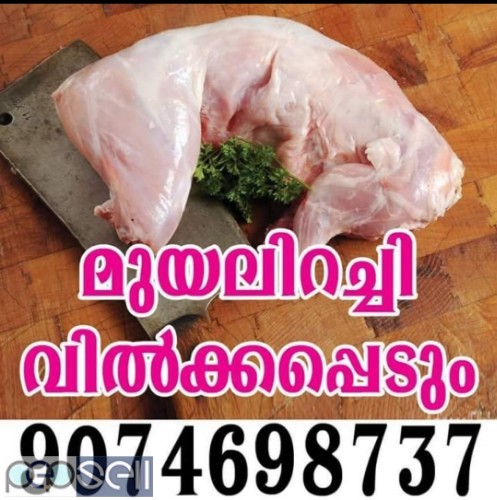 Rabbit meat available in kochi    0 