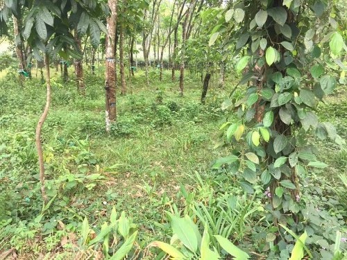 20 Cents of land suitable for building house for sale near Piravom 1 