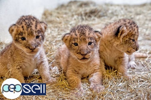  Cheetah Cubs,jaguar Cubs,tiger Cubs And Lion Cubs Now Available  1 