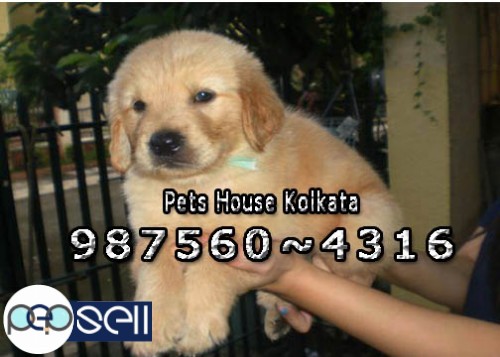 Top Quality GOLDEN RETRIEVER registered Dogs Available At KOLKATA 1 