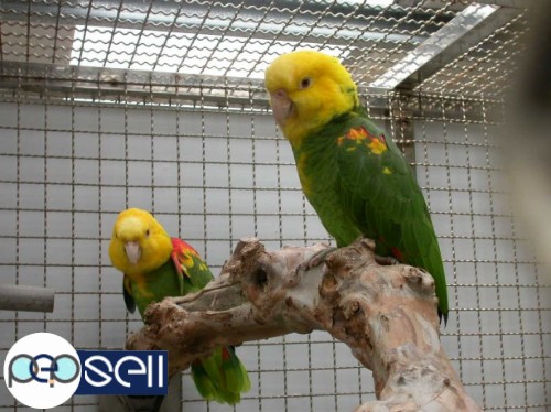 Top Quality Of All Species Parrots 0 