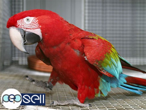 Top Quality Of All Species Parrots 2 