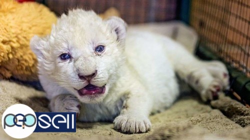  Well Tamed White Tiger Cubs , Cheetah Cubs ,panther Babies , Lion Cubs And Sheeps  0 