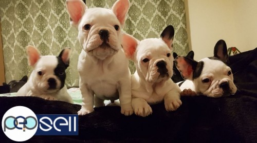 French Bull Dog Pupys For Sale 0 