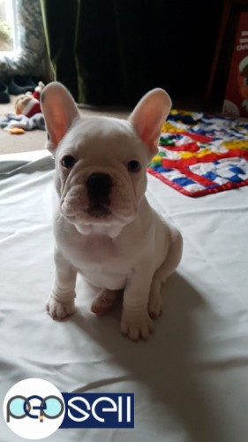 French Bull Dog Pupys For Sale 1 