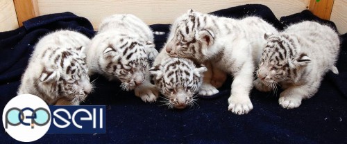 White lion cubs, Tiger Cubs , Serval Kitten, Palm cockatoo, Macaws, African grey parrots and more for sale.. 1 