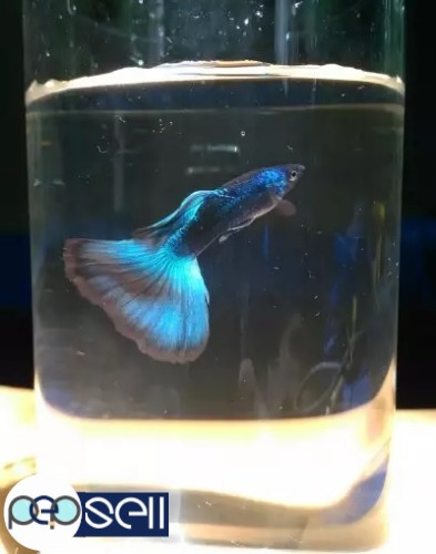 Peacock blue or eletro green guppy 2.5 months for sale at Chalakudy 0 