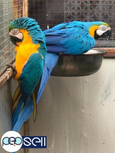  Blue And Gold Macaw parrots 0 