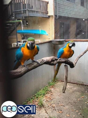  Blue And Gold Macaw parrots 1 