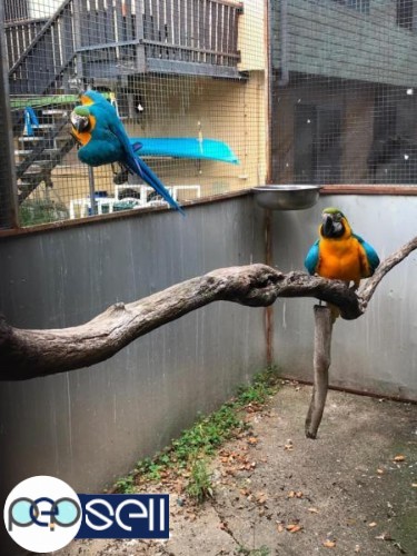  Blue And Gold Macaw parrots 2 