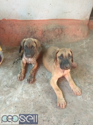 Great Dane puppies for sale 0 