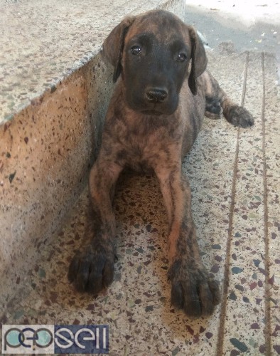 Great Dane puppies for sale 1 