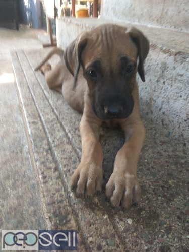 Great Dane puppies for sale 2 