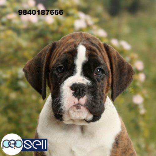 boxer puppies for sale in chennai  0 