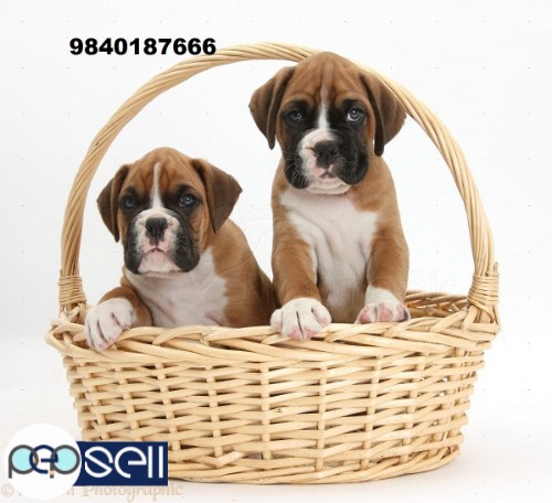 boxer puppies for sale in chennai  3 