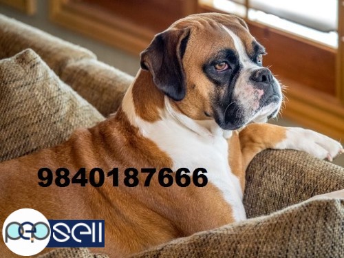 boxer puppies for sale in chennai  4 