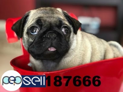 Pug Puppies For Sale In Chennai Chennai Free Classifieds