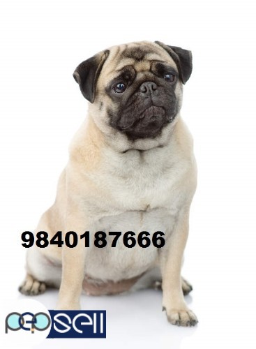 pug puppies for sale in chennai  1 