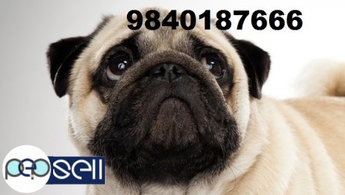 pug puppies for sale in chennai  2 