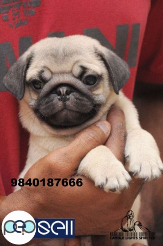 pug puppies for sale in chennai  3 