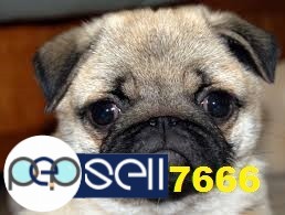 pug puppies for sale in chennai  4 
