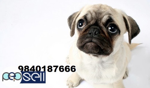 pug puppies for sale in chennai  5 