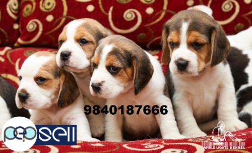 beagle and shih tzu puppies 0 