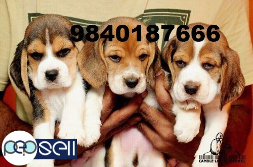 beagle and shih tzu puppies 1 
