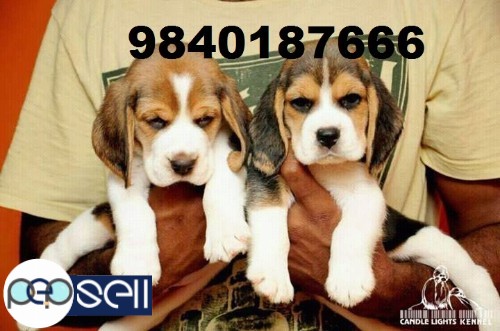 beagle and shih tzu puppies 2 