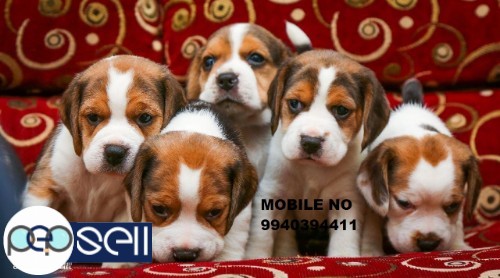beagle and shih tzu puppies 4 