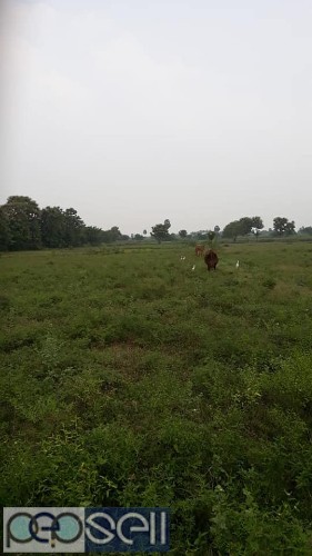 Agriculture land sale in Tindivanam 4 